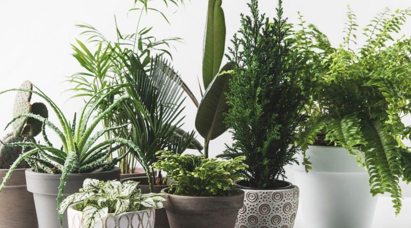 tropical house plants