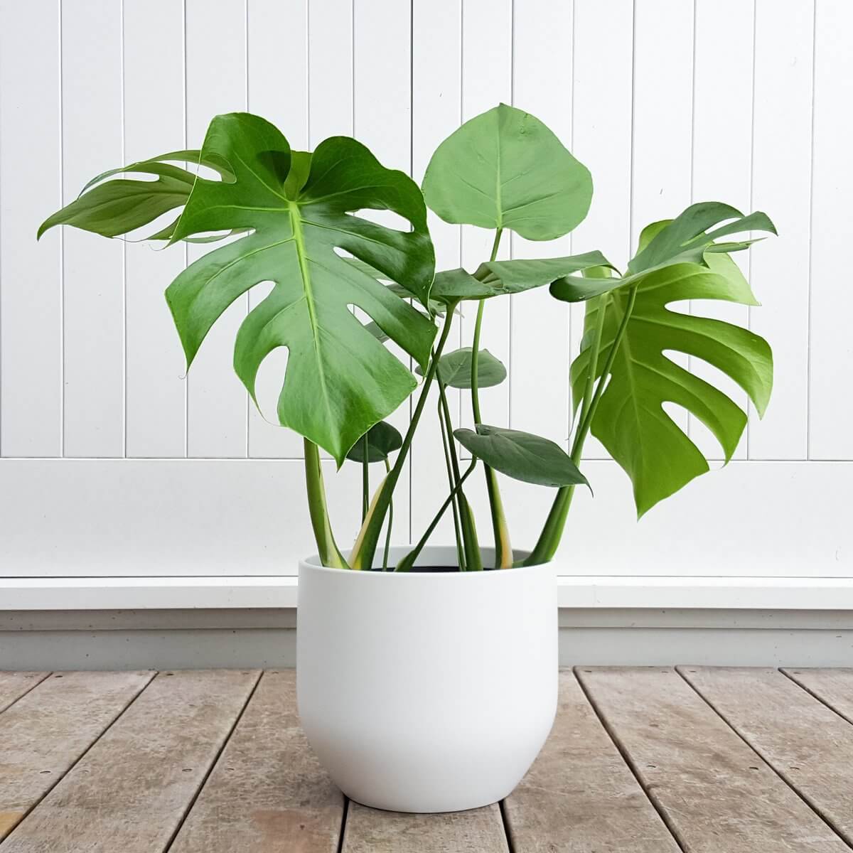 Tropical House Plants2 