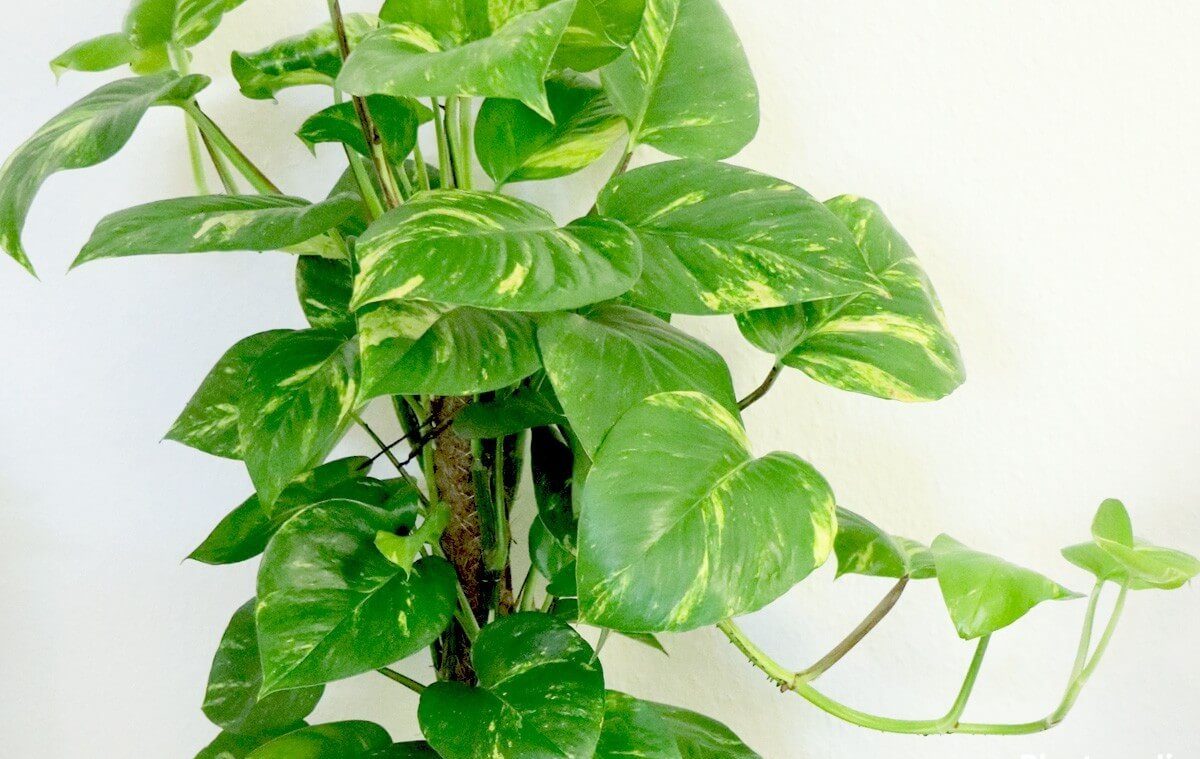 Philodendron snake indoor plant