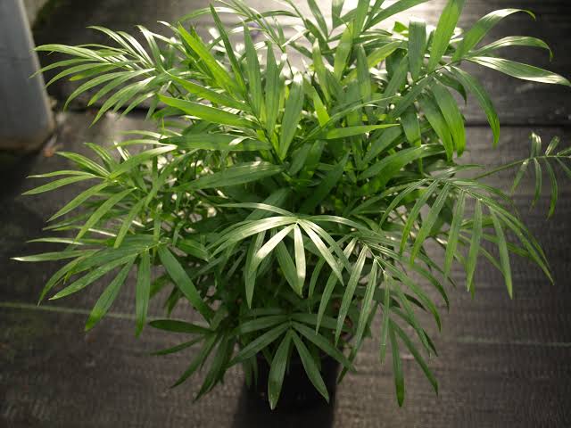 Parlor Palm snake indoor plant