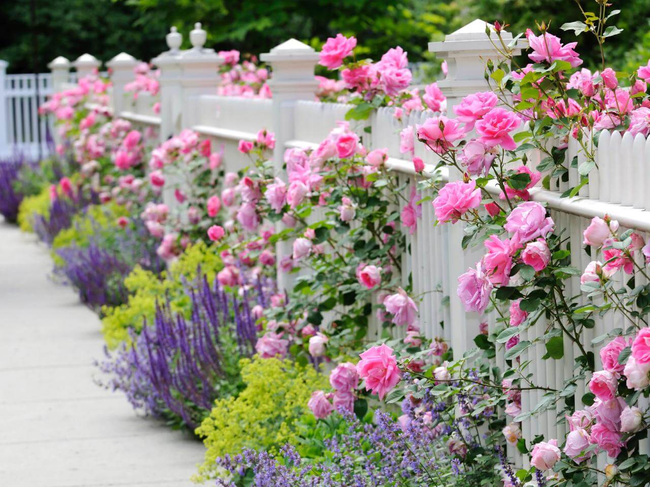 unique garden ideas: Plant a Rose