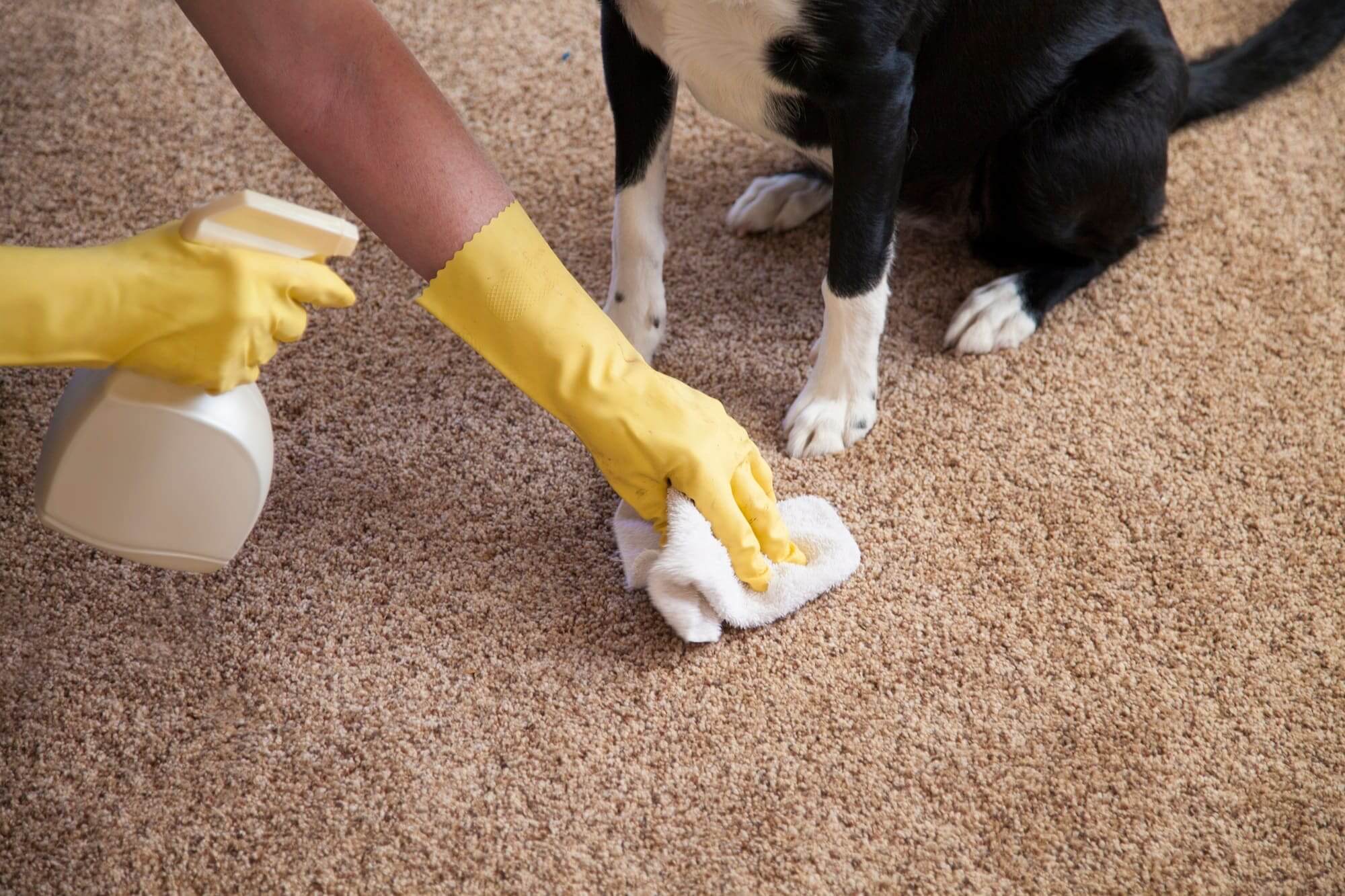 How to Maintain a Clean Home
