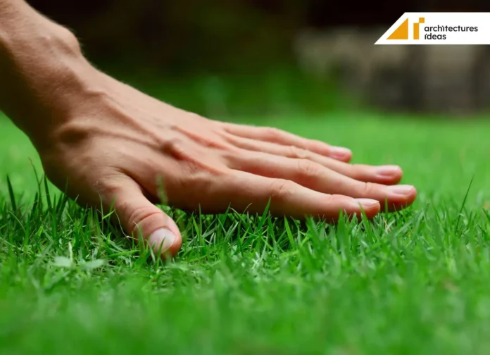 Sod Lawn