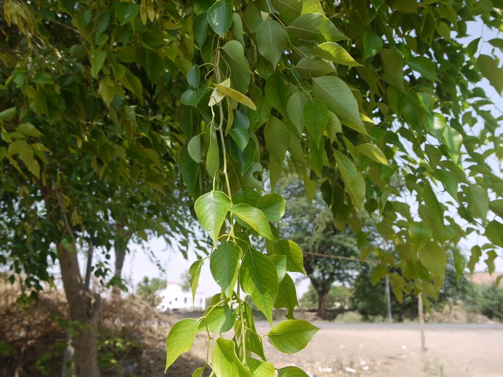 Sheesham tree