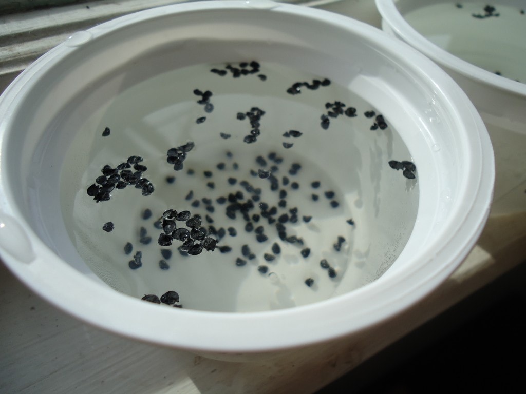 Soak Large Seeds for Better Germination