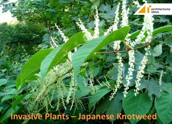 Safe Disposal Of Japanese Knotweed