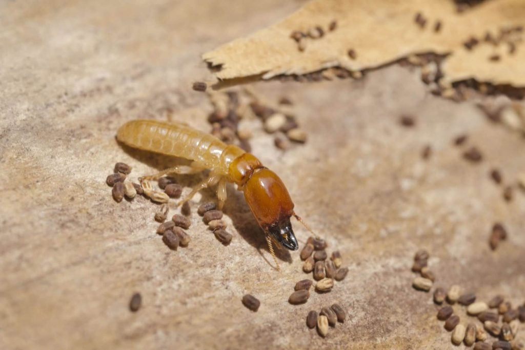 Termites in Furniture