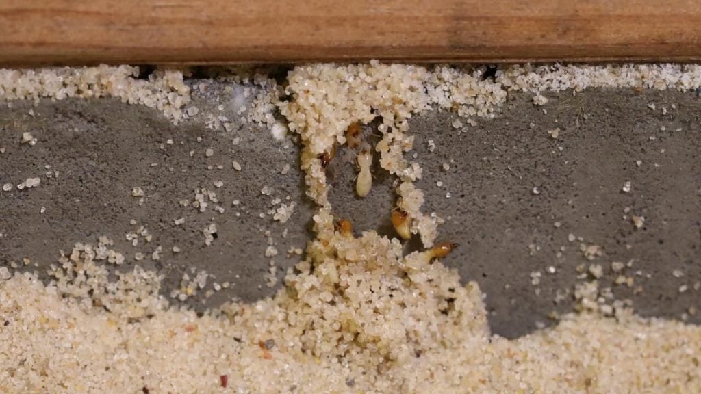 Termites in Furniture
