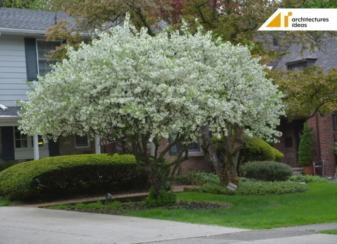 Best Decorative Trees