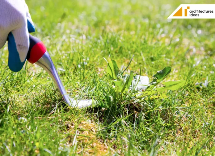 Get Rid Of Weed Get Rid Of Weed