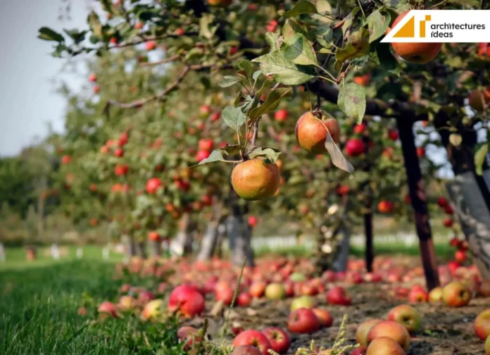 Easiest Fruit Trees to Grow