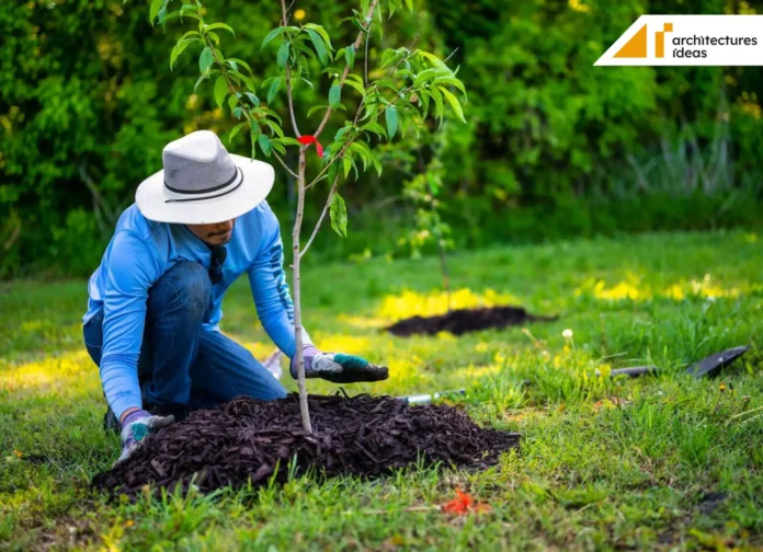 Planting Backyard Tree