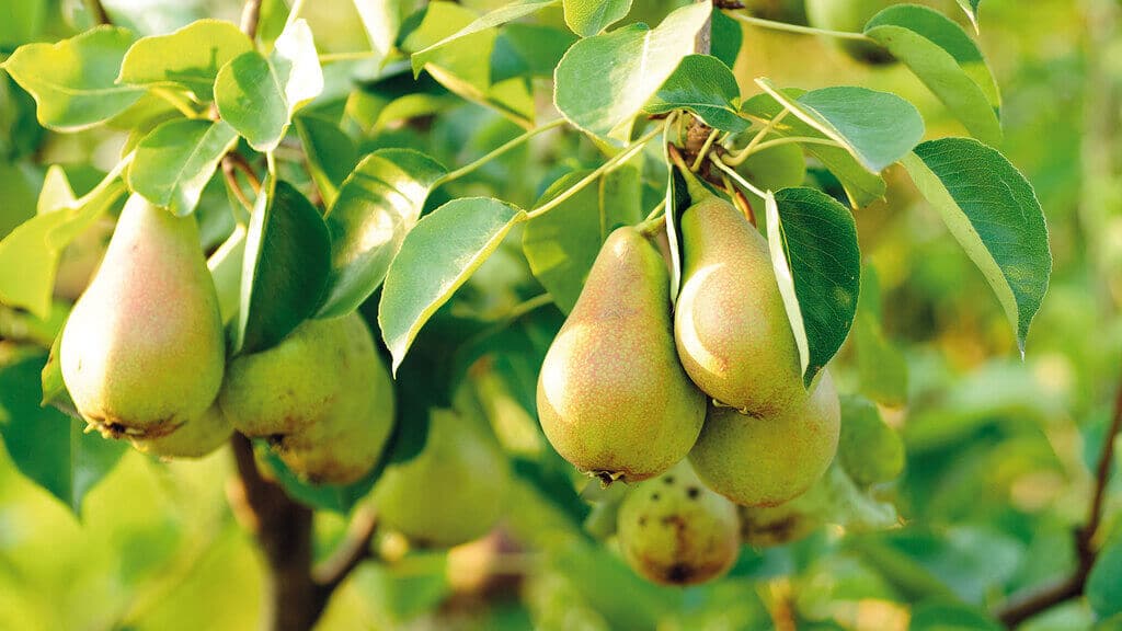 Explore the Easiest Fruit Trees to Grow with Complete Guide