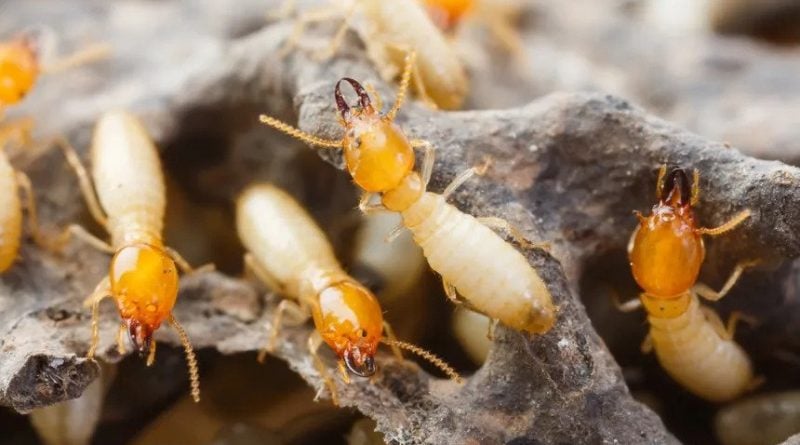 Ways to Treat Termites