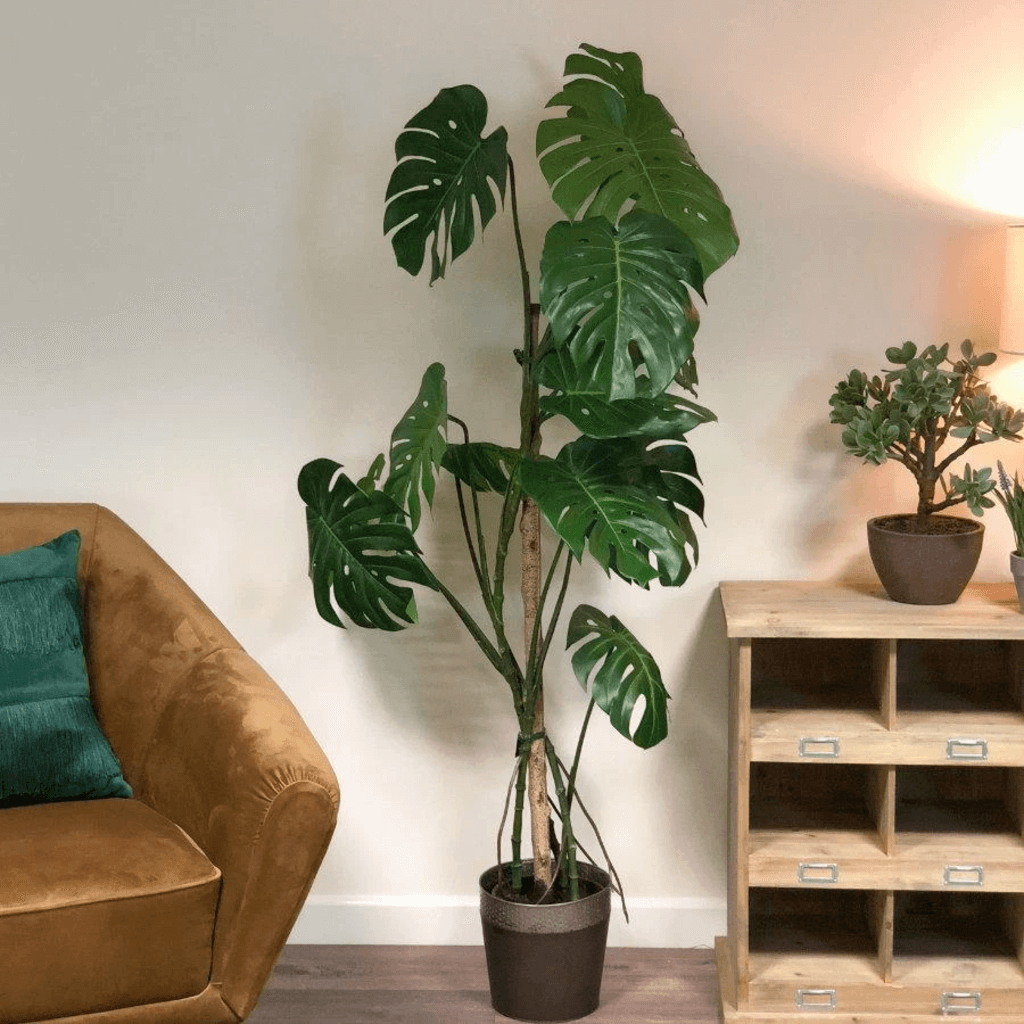best large indoor plants