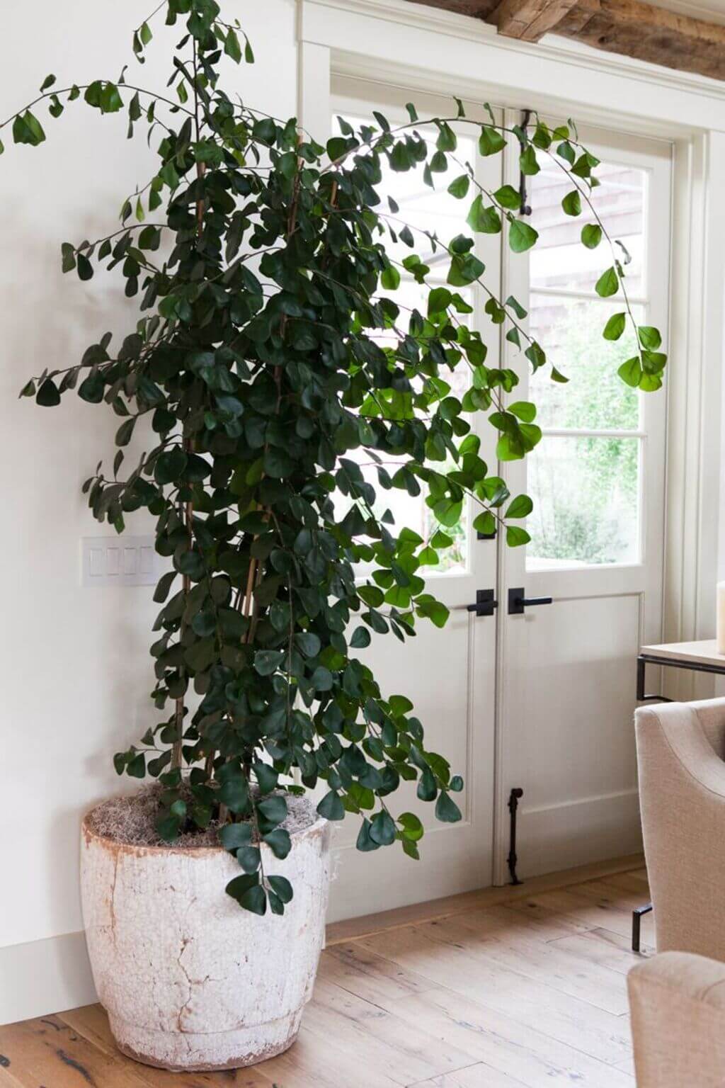 best large indoor plants