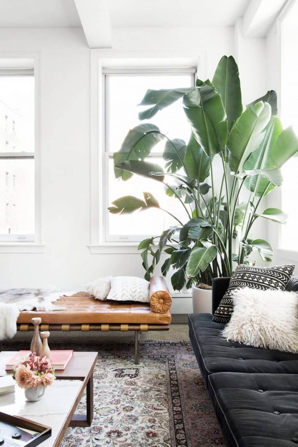 tall house plants