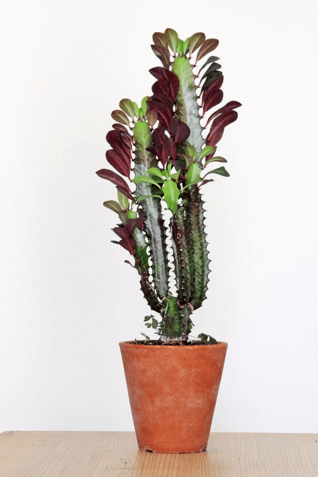 tall house plants