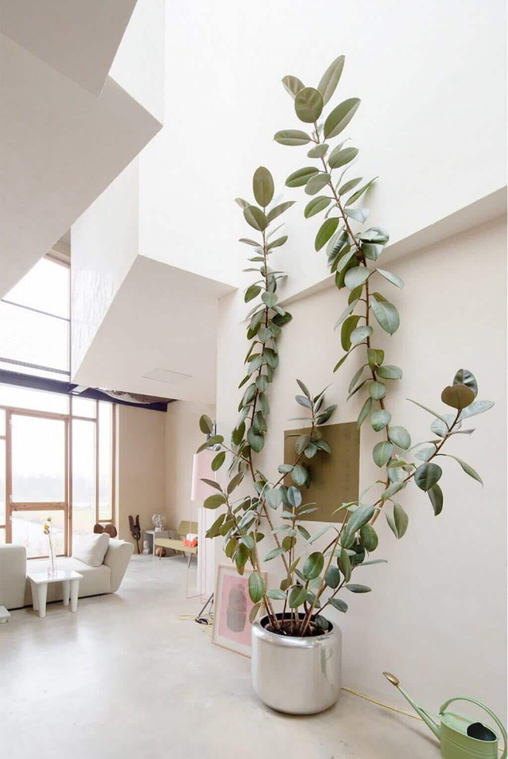 tall house plants