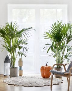 free download tallest indoor plants