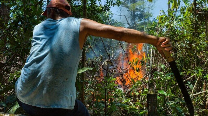 Forest Fire