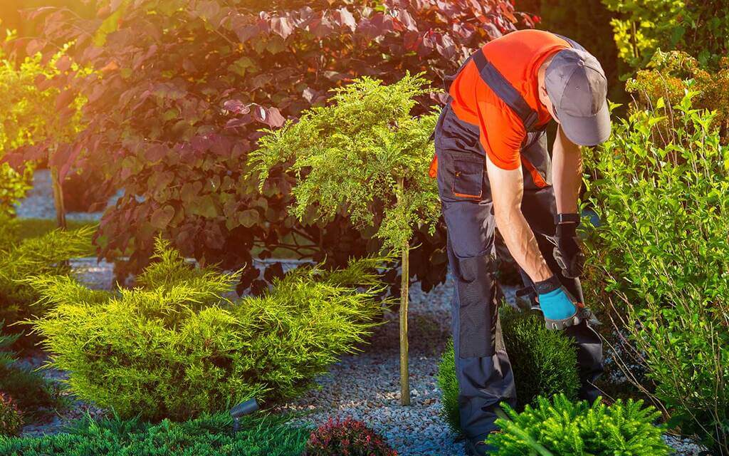 Landscaping Work Renovation Projects
