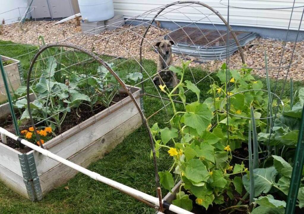 A small dog is standing in a garden
