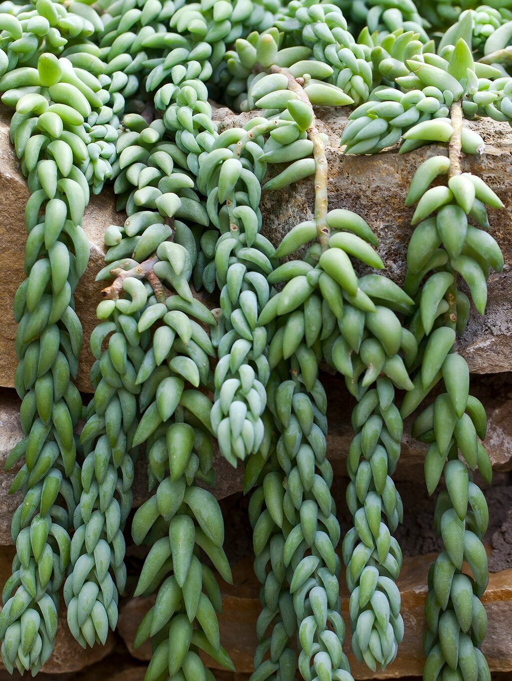 Common Succulents: Burro’s Tail (Sedum morganianum)