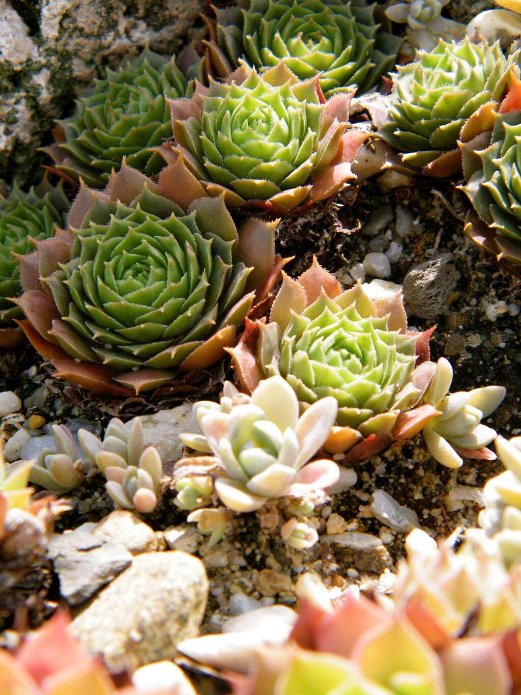  types of succulents 