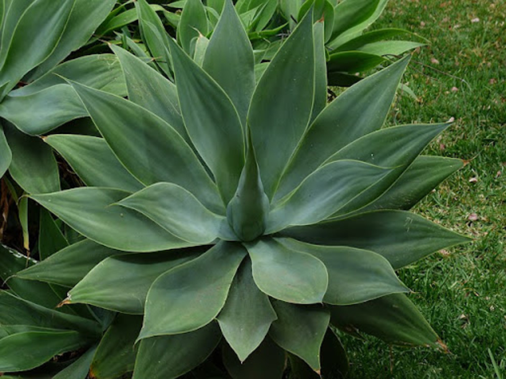 Agave Sp.