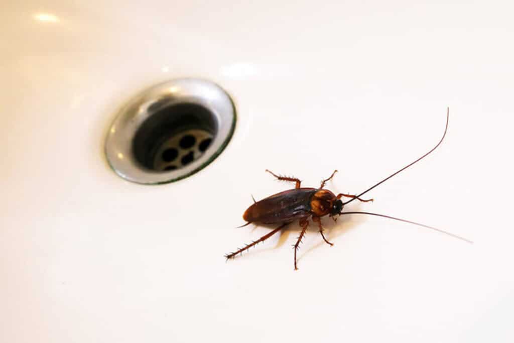 Australian Household Pests