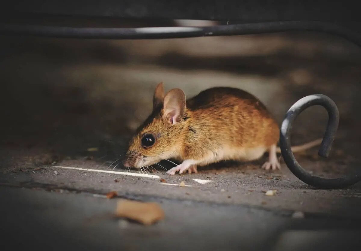 Keep Mice Out This Winter