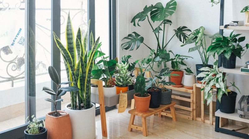 Popular Plants