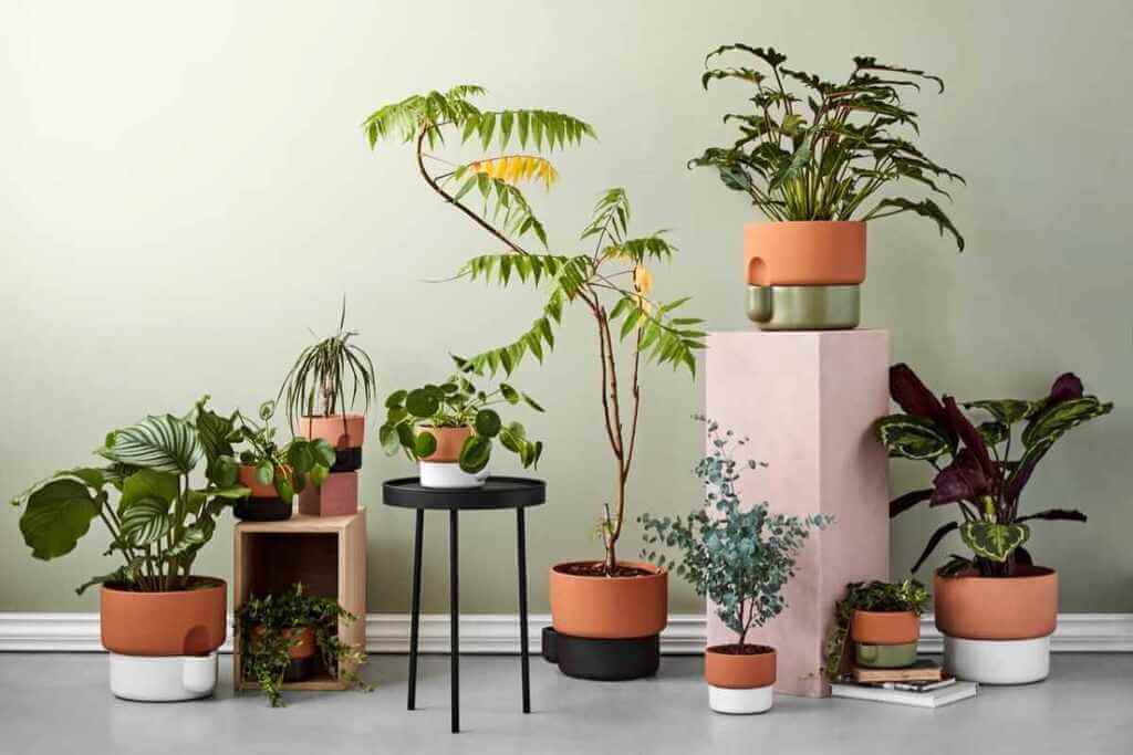 Interior Plantscapes