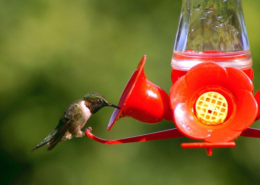 best hummingbird feeder