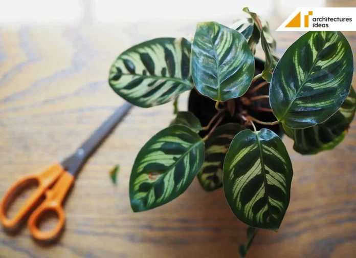 calathea peacock plant calathea peacock plant