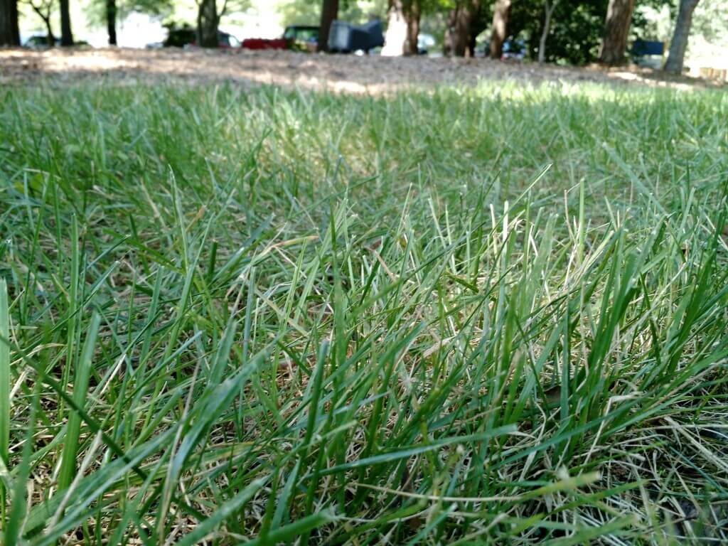 Tall Fescue Best Lawn Types