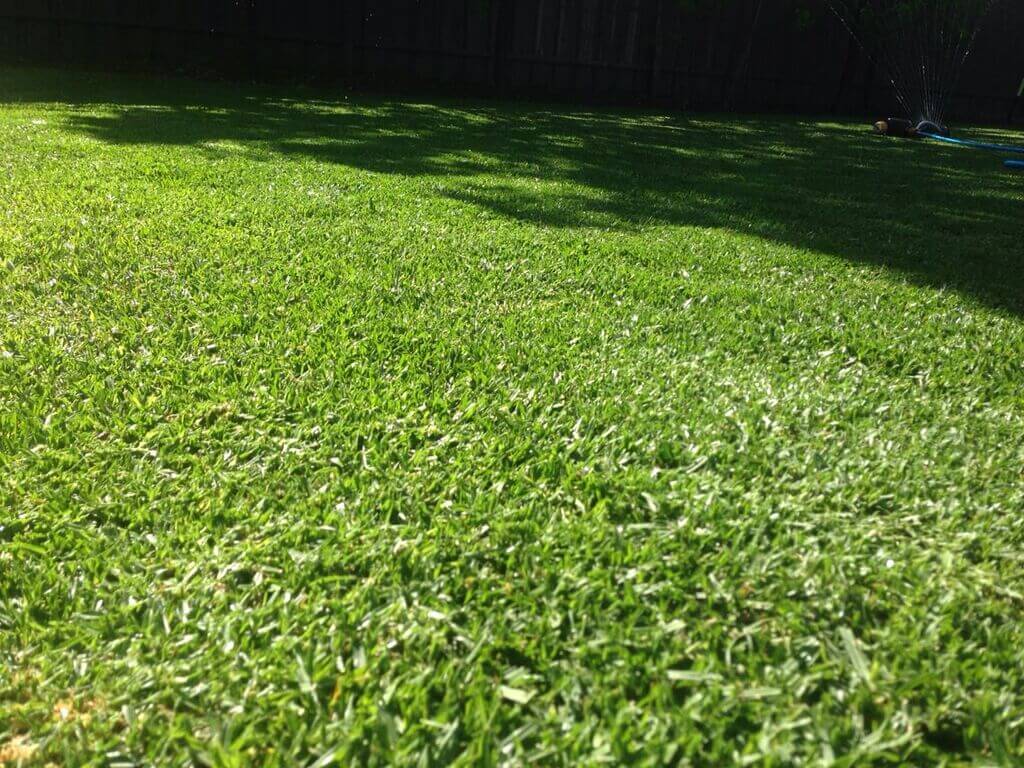 Kikuyu Best Lawn Types