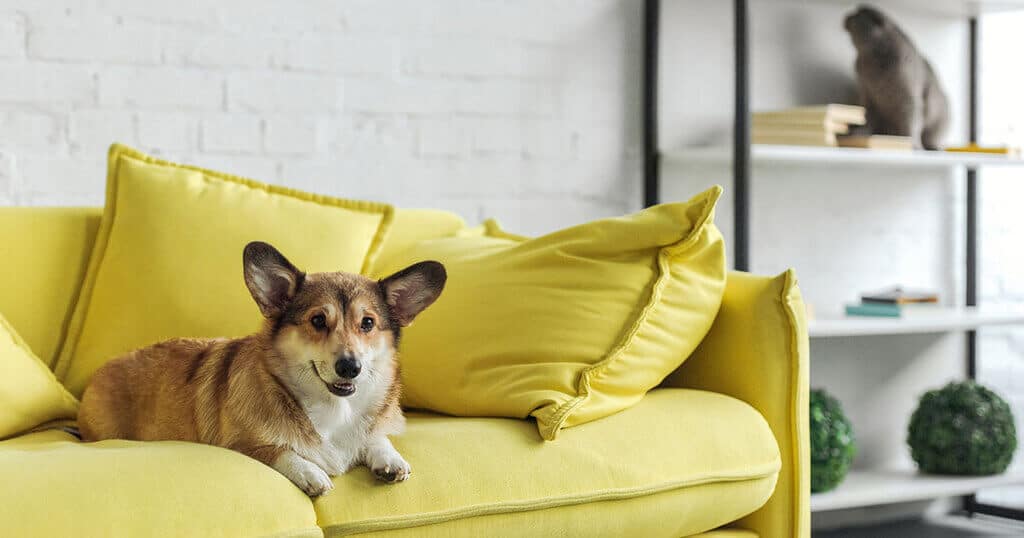 Structured Pet Policy Pet-Friendly Apartments