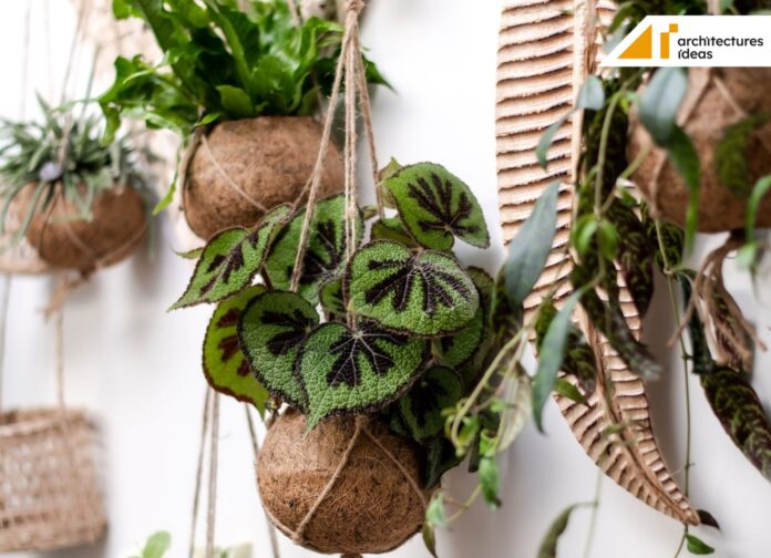 Indoor hanging plants