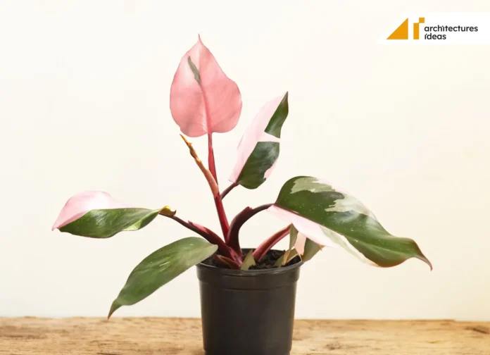 Pink Princess Philodendron Pink Princess Philodendron