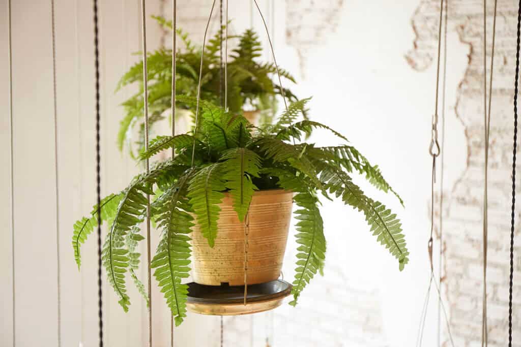 best hanging plants