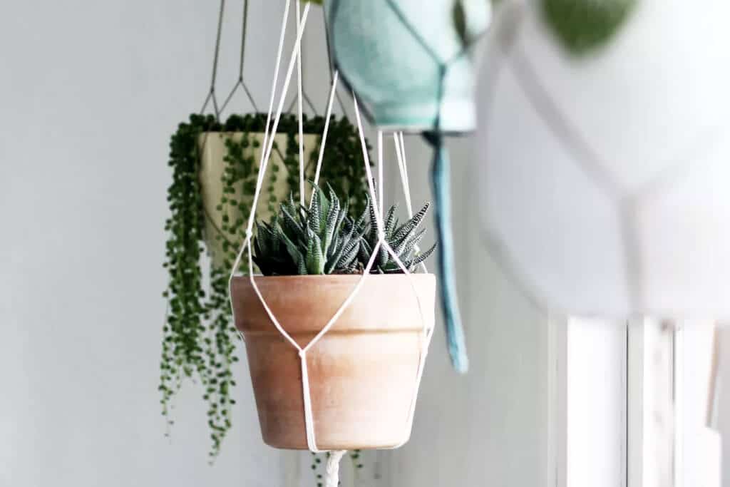 hanging indoor plants