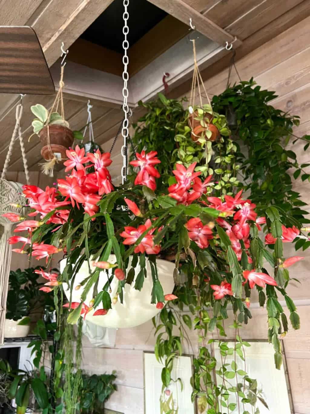 hanging plant