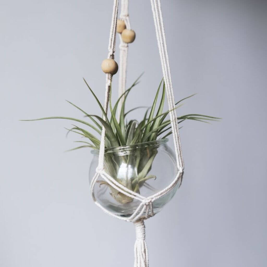 hanging plants