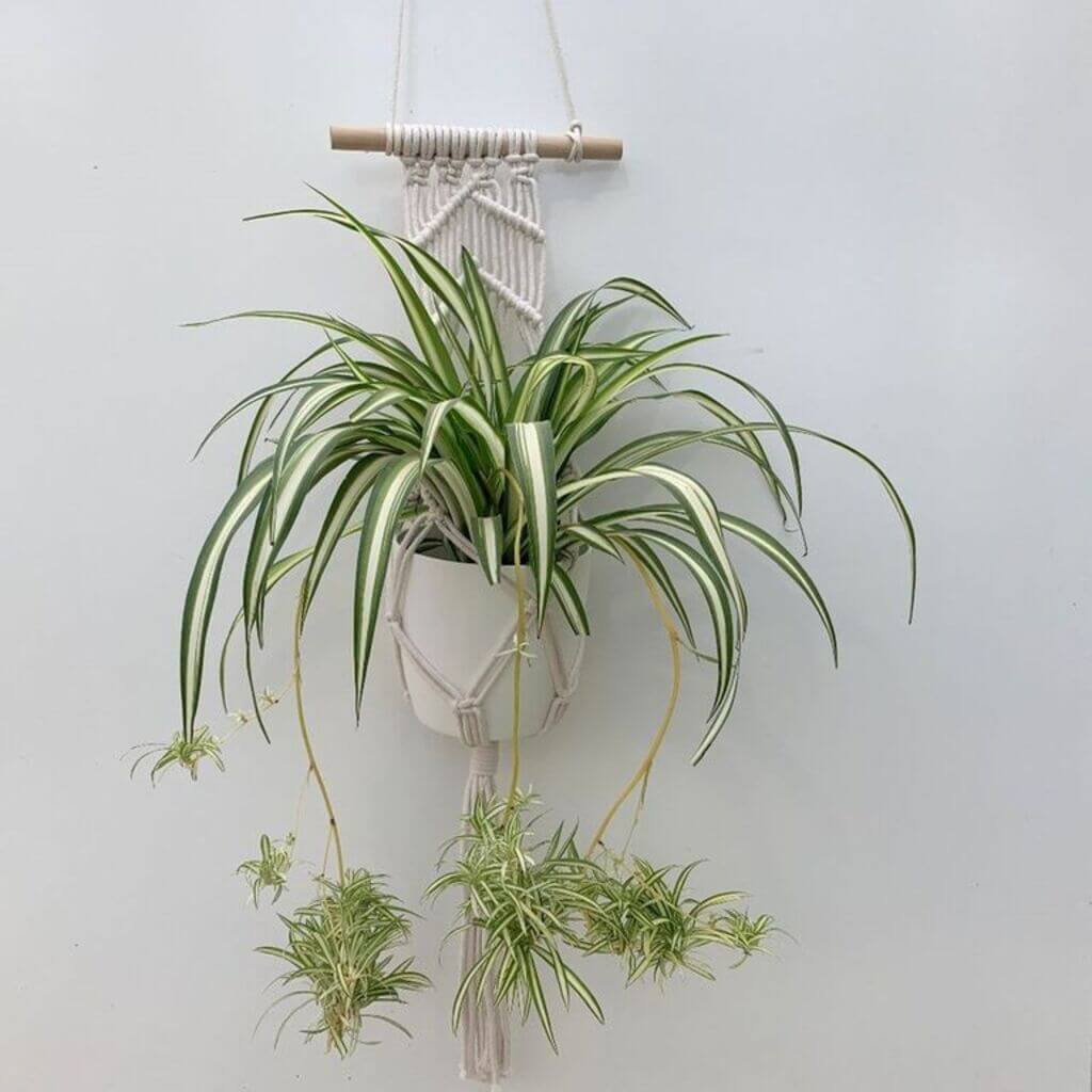 indoor hanging plants
