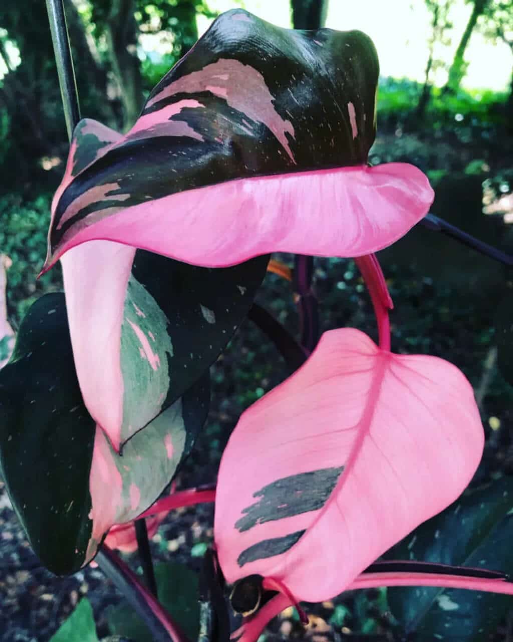 philodendron pink princess