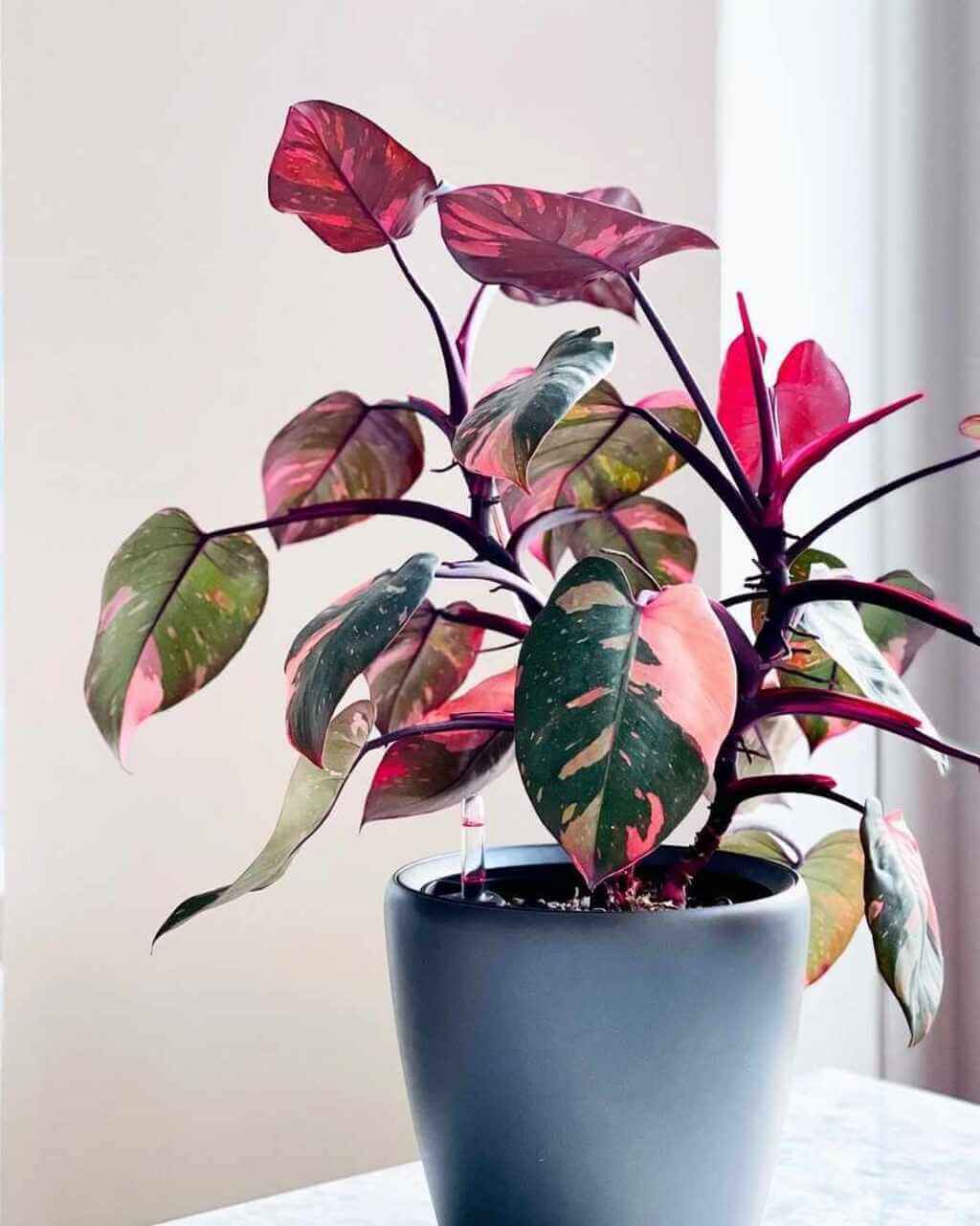 philodendron pink princess