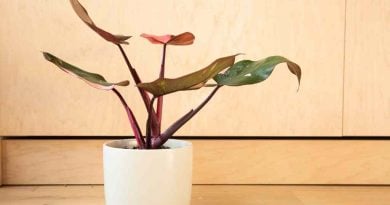 Pink Princess Philodendron: 10 Practical Growing and Caring Tips