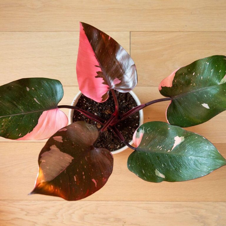 Pink Princess Philodendron: 10 Practical Growing and Caring Tips